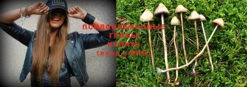 как найти   Кукмор  Галлюциногенные грибы Psilocybe 